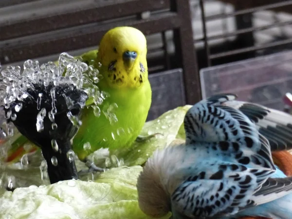 Wellensittich-Bild: Da staunt nicht nur der Achim was für Kapriolen die Amy beim baden veranstaltet, ja normal baden kann die Amy nicht. Sie ist eben eine verrückte Henne. :-)