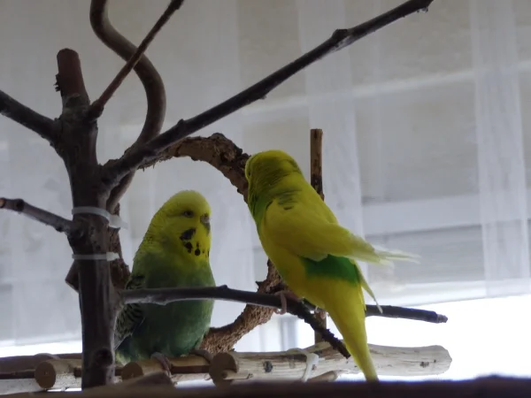 Wellensittich-Bild: Na na Roxi und Miro,was habt Ihr Beiden denn da zutuscheln,nicht das der Achim noch Eifersüchtig wird.;-)