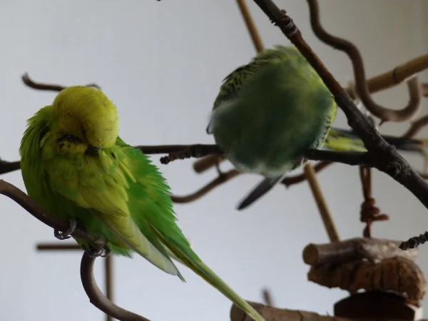 Wellensittich-Bild: Achim und Roxi machen sich für einander hübsch.