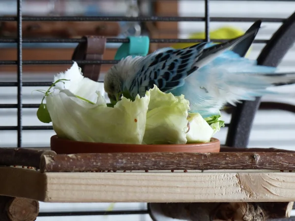 Wellensittich-Bild: Meine kleine Amy badet auch im Grünfutter, Salat,Gurke und Vogelmiere sind für sie nicht nur sehr schmackhaft, nein es eignet sich auch ganz vorzüglich für sie zum baden.