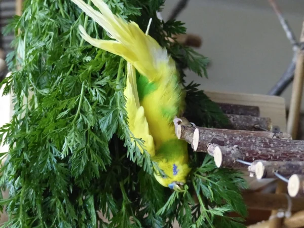 Wellensittich-Bild: Keine Angst so gefährlich wie es aussieht war es natürlich nicht, der Miro ist ganz vorsichtig ins Möhrengrün geglitten. :-)
Er kann es zwar nicht so schön und elegant wie Amy aber er hat seinen Spass dabei und das ist die Hauptsache. :-)