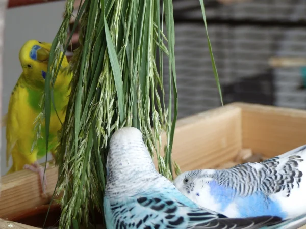 Wellensittich-Bild: Miro, Amy und Juri genießen das frische Wiesengras in der Wühlkiste.
Achim und Roxi haben sich während dessen oben mit den Stängeln amüsiert.