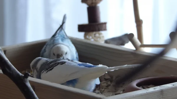Wellensittich-Bild: Angelockt von ein paar Knaulgraskörnchen haben die Beiden gemeinsam die Wühlkiste durchsucht.