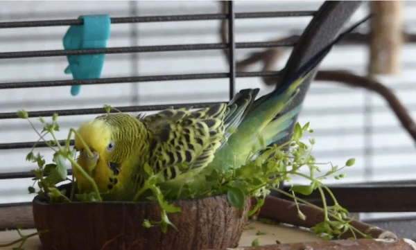 Wellensittich-Bild: Das Vogelmiere nicht nur lecker schmeckt sondern man darin auch prima baden kann das demonztriert uns hier die Ducky. :-)
