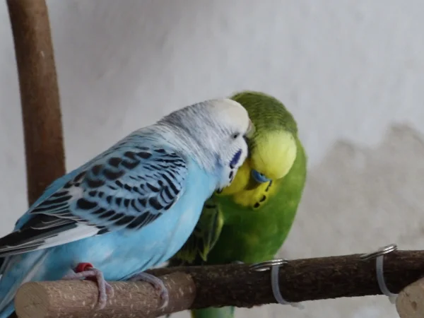 Wellensittich-Bild: Die Beiden kraulen und flirten immer mal wieder und achten meistens ganz genau darauf das sie nicht von mir beobachtet und fotografiert werden, aber ab  und zu erwisch ich sie. :-)