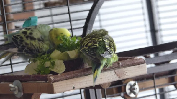 Wellensittich-Bild: Eng wird es wenn Roxi und Ducky gleichzeitig in das Schälchen mit dem Gemüse wollen. Aber die Beiden sind sich einig geworden. Ducky hat gemeckert und Roxi hat Platz gemacht.