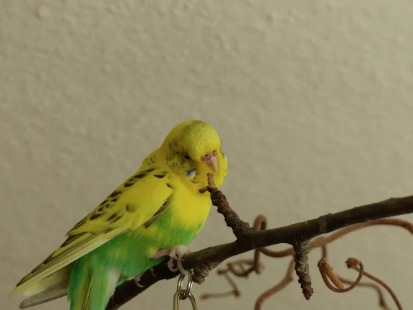 Wellensittich-Bild: Bei ihrem ersten Freiflug ist sie auf den Wellibaum gelandet als wenn sie dort schon immer Zuhause ist.
Ja und es sieht so aus als wenn sie ein Auge auf Miro geworfen hat, glaube da bahnt sich was an, wenn Miro es im Moment auch nicht so wahrhaben mag.
