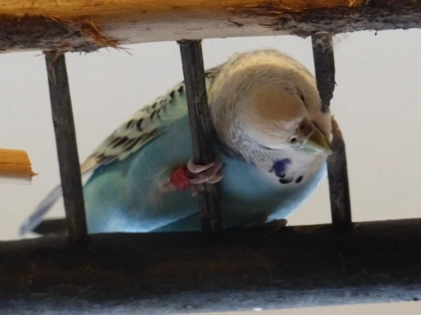 Wellensittich-Bild: Wozu nur diese kleinen Querstreben  hier sind, bestimmt damit Roxi und ich sie zerschreddern können.
Wer und wozu braucht man denn sonst solche Sprossen ?