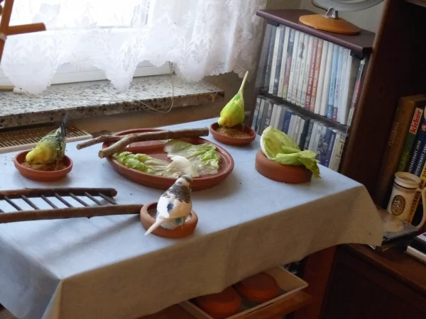Wellensittich-Bild: Während ich den Käfig meiner Bande reinige wird für sie immer ein Buffet hergerichtet,welches sich auch reger Beliebtheit erfreut.:-)