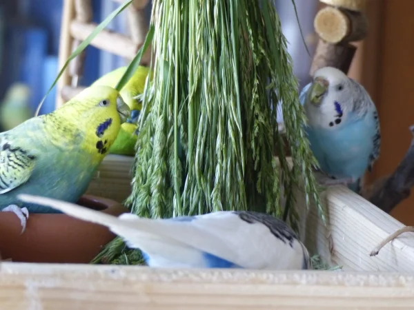 Wellensittich-Bild: Da wird gedrängelt, geflattert, gefuttert und mit viel Begeisterung das Gras auseinander gezupft. Sie haben jedenfalls immer ihren Spass dabei. :-)