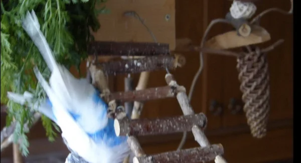 Wellensittich-Bild: Ja da hat der Juri die Balance verloren, aber keine Angst, er hat sich abgefangen und ist wieder auf den Wellibaum geflattert. Diese beiden aufgefädelten Holzröllchen von der Leiter haben sich gedreht und dadurch ist er in diese Lage gekommen. Übrigens für diesen Zustand der Leiter ist Roxi verantwortlich, sie konnte ihren Schredderschnabel nicht bremsen, werde diese Leiter wohl bald mal austauschen müßen. :-) 