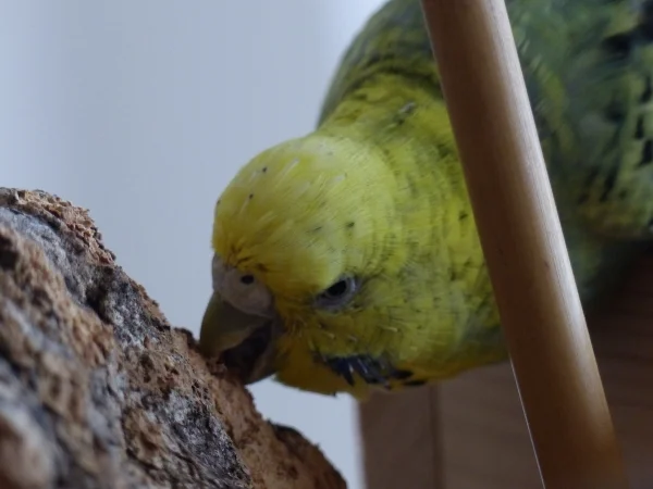 Wellensittich-Bild: Die Wellensittiche sind ja wie alle Vögel direkte Nachfahren der Dinosaurier und manchmal sieht man es ihnen auch so richtig an.
Meine Roxi ist hier mit ein gutes Beispiel, wie sieb sich unbarmherzig auf den Kork stürzt. :-)