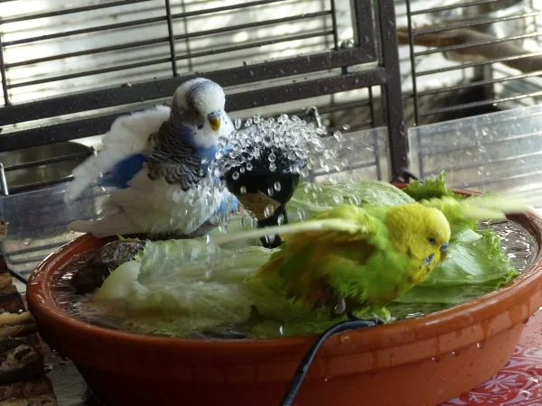 Wellensittich-Bild: Wenn Bademeister Achim und Käpten Juri in der Wellidusche baden dann kann das schon mal ein ganzes Weilchen dauern, denn dann finden sie so schnell kein Ende. Habe da manchmal den Verdacht das sie sich gegenseitig anstacheln. :-)