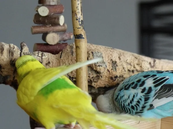Wellensittich-Bild: Miro und Amy sind nicht nur ein Liebespaar, es wird auch die Arbeit gerecht aufgeteilt, man könnte schon fast von Gleichberechtigung sprechen. Wobei der Miro aber nur selten und nicht so intensiv wie Amy schreddert. 