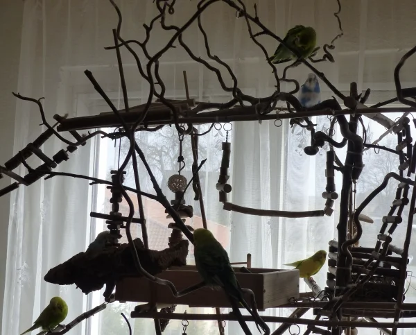 Wellensittich-Bild: Hier sind sie alle Sechs im Baum versammelt.
Oben von links Ducky und Juri, in der unteren Etage dann ganz links auf der Brücke ist Achim, Amy sitzt auf der Korkschaukel, im Vordergrund auf dem Ast sitzt Roxi und im  Hintergrund der Miro. :-)