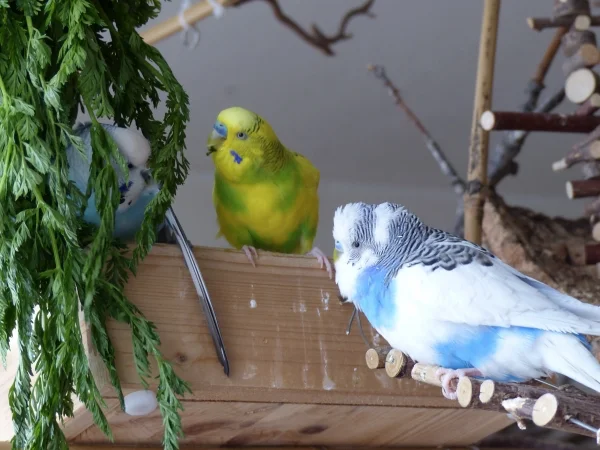 Wellensittich-Bild: Amy badet im Möhrengrün und ihre beiden größten Fans Miro und Juri schauen gebannt zu. :-)