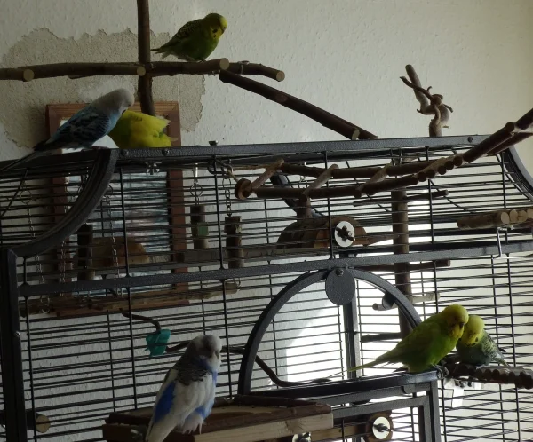 Wellensittich-Bild: Hier sind Roxi, Achim, Juri, Amy, Miro und Ducky noch mal zusammen auf einem Bild, kurz bevor mein Miro auf tragische Weise aus dem Leben gerissen wurde. 