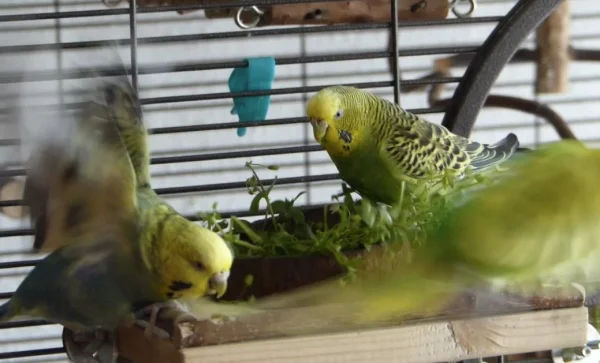 Wellensittich-Bild: Ja bei Vogelmiere kennt Ducky kein Pardon und da müssen selbst Achim und Roxi schon mal den Platz räumen.