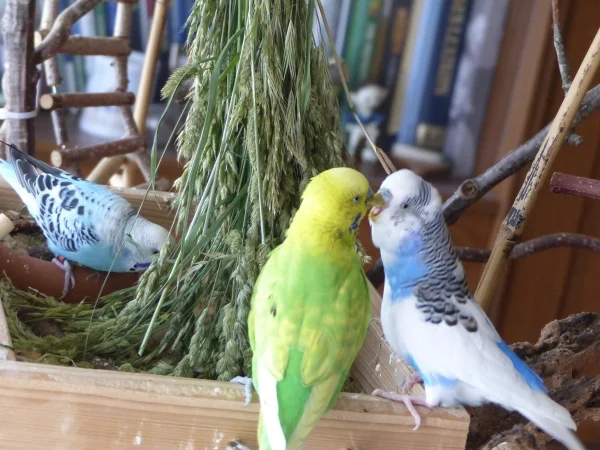 Wellensittich-Bild: Achim und Juri verstehen sich immer ganz prima und wenn sie mal verschiedener Meinung sind dann wird das ganz klipp und klar ausdiskutiert. Da wird sich ganz direkt die Meinung gesagt und alle Probleme aus geräumt, so wie sich das für gute Freunde gehört.