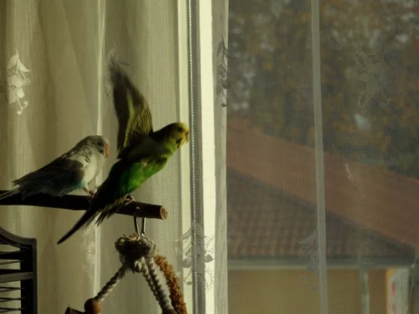 Wellensittich-Bild: Also ich mach mal nen Abflug ,kommst Du mit ,Rudi.