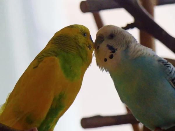 Wellensittich-Bild: Ja bei den Beiden sprühen zur Zeit die Funken der Liebe.