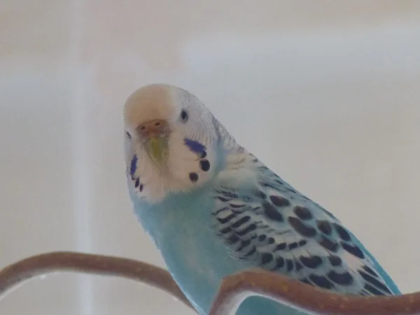 Wellensittich-Bild: Hier die kleine Zaubermaus im Profil, sie ist sehr gewitzt.