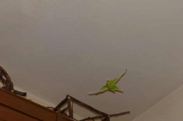 Wellensittich-Bild: Ganz geschickt düst er durchs Zimmer,immer versucht er so zufliegen das ich ihn nicht fotografiert kriege,aber mal erwische ich jeden ;-)
