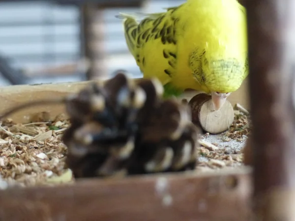 Wellensittich-Bild: Das ist ihr großes Hobby die Wühlkiste aufräumen, oder besser gesagt ausräumen, denn das tut sie mit großer Gründlichkeit, da bleibt fast nichts mehr in der Wühlkiste drin, denn Ordnung muß sein. ;-)