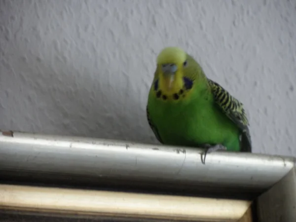 Wellensittich-Bild: Hier ists schön hier hab ich meine Ruhe hier bleib ich.