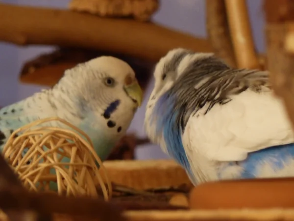 Wellensittich-Bild: Juri legt sich mit balzen so richtig ins Zeug und Amy himmelt ihm an.