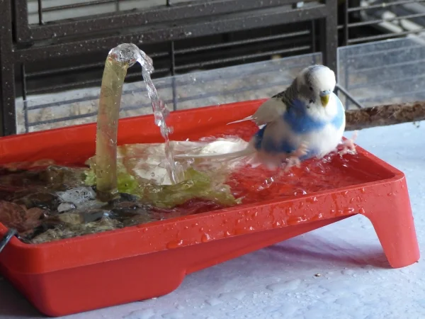 Wellensittich-Bild: Sehr elegant springt er nach dem Baden aus aus der Wanne raus.