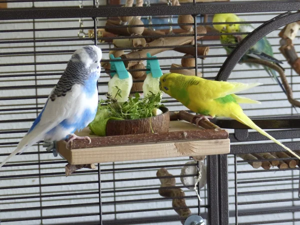 Wellensittich-Bild: Miro und Juri lassen sich das Grünfutter schmecken.