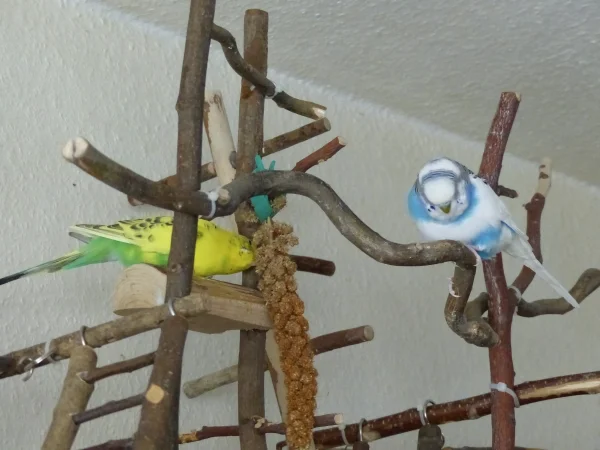 Wellensittich-Bild: Während Juri noch skeptisch kuckt und nicht genau weiß ob er diesem Klettergerüstmonster trauen kann, sitz Amy schon drauf und knabbert die Hirse. Naja für Amy ist der Spielplatz ja nicht so neu, sie kennt ihn ja schon aus ihrem früheren Zuhause, wenn er da auch ein klein wenig anders aus sah, aber trotzdem hatte sie da Heimvorteil.:-)