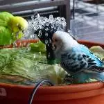Baden zu dritt