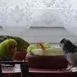 Sturm aufs kalte Buffet 1