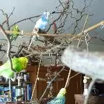 Im Wellibaum 1