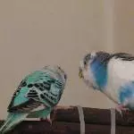 Bahnt sich da die große Liebe an ?