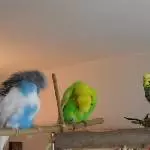 Auf dem Wellibaum 1