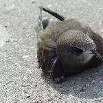 Ich bin ein Mauersegler