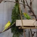 Meine drei Hähne im Baum