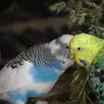 Was gibts denn da zu tuscheln? 1