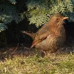 Ich darf mich vorstellen, Frau Amsel