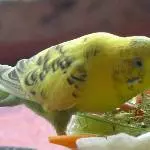 Amy und die Vogelmiere 1