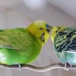 Liebe ist wenn man jeden Happen mit einander teilt