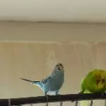 Achim flirtet mit Amy