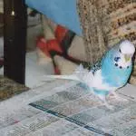 Theo der unerschrockene Forscherwelli