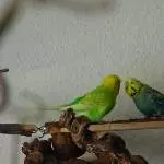 Achim und Roxi 1