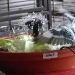 Amy fliegt auf die Wellidusche