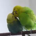 Achim und Roxi gehören zusammen