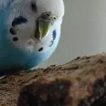 Amy und ihre Korkröhre